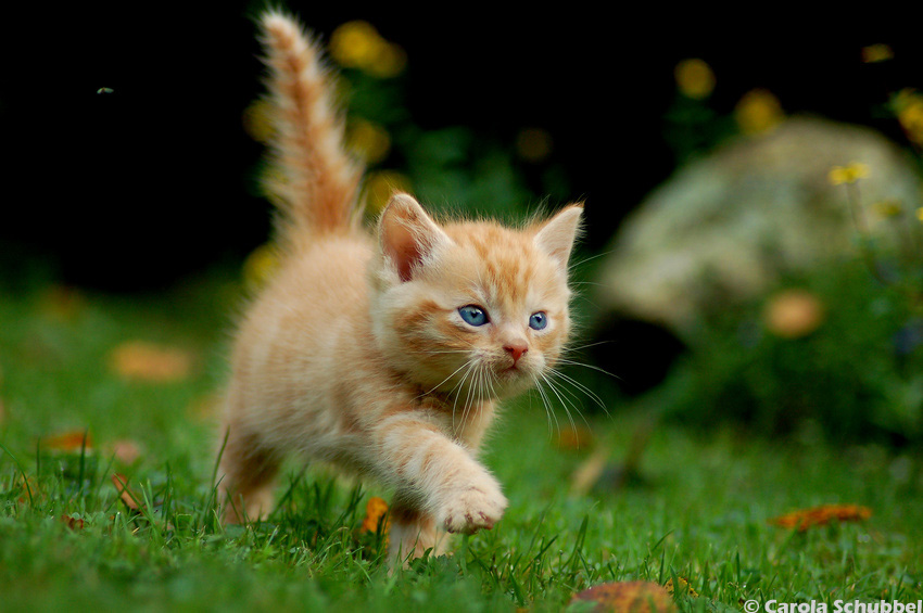 Katze läuft über den Rasen - einfach nur süß - Viele süße Katzenbilder