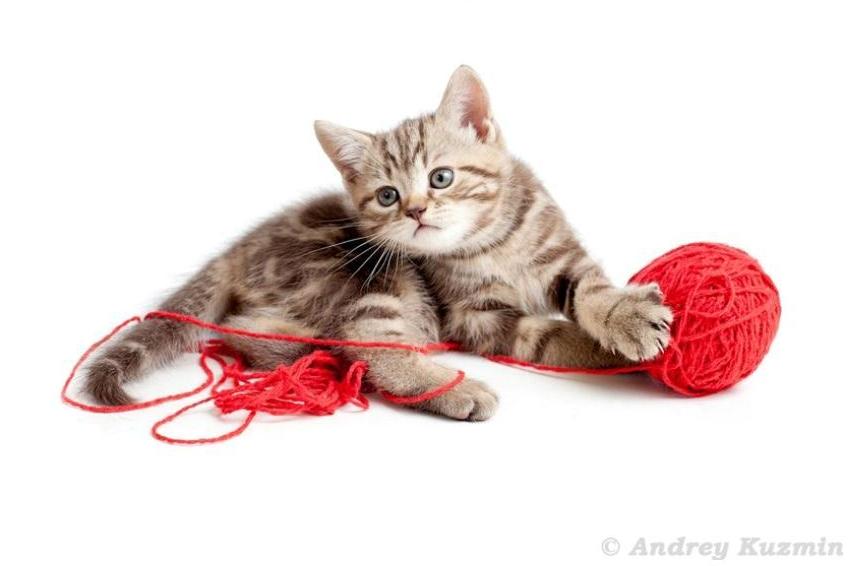 41++ Katzen bilder zum ausdrucken , süße Katzenbilder und Katzenfotos
